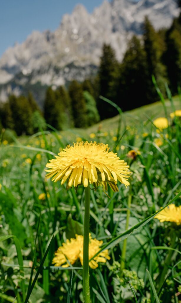 Sommerpause 2026